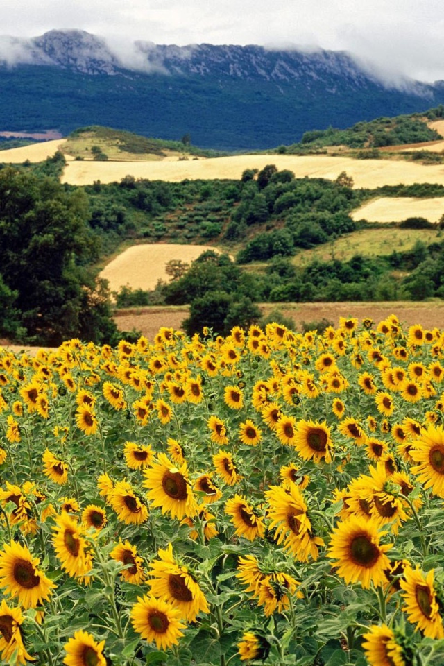 Поле подсолнечника