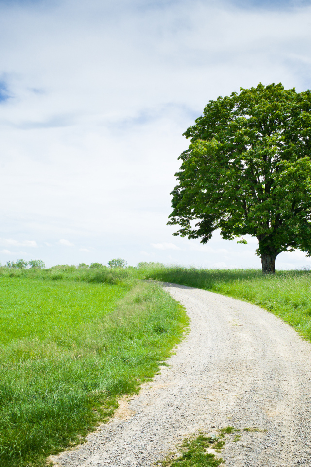 Каштан у дороги