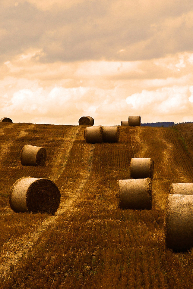 Поле после уборки урожая
