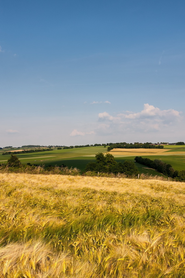 Поле до горизонта