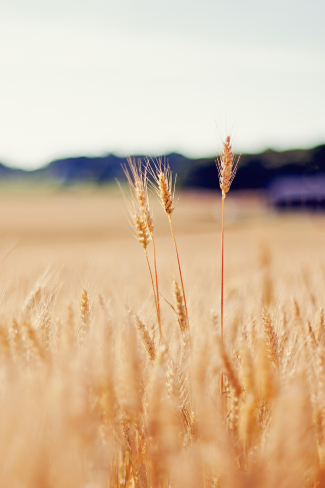 Золотое поле пшеницы