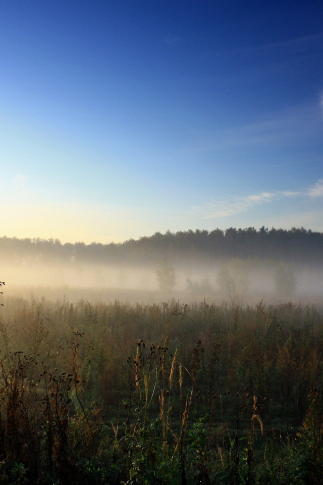 Утренний туман над полем