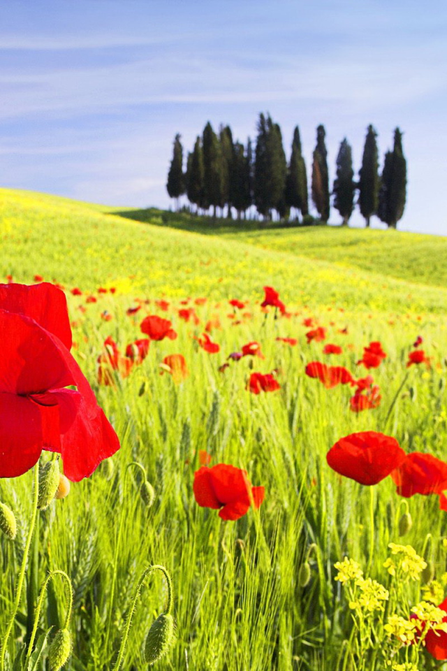 Красные маки на поле