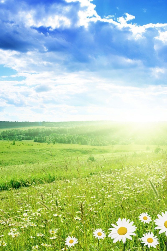 Солнечная поляна из ромашек