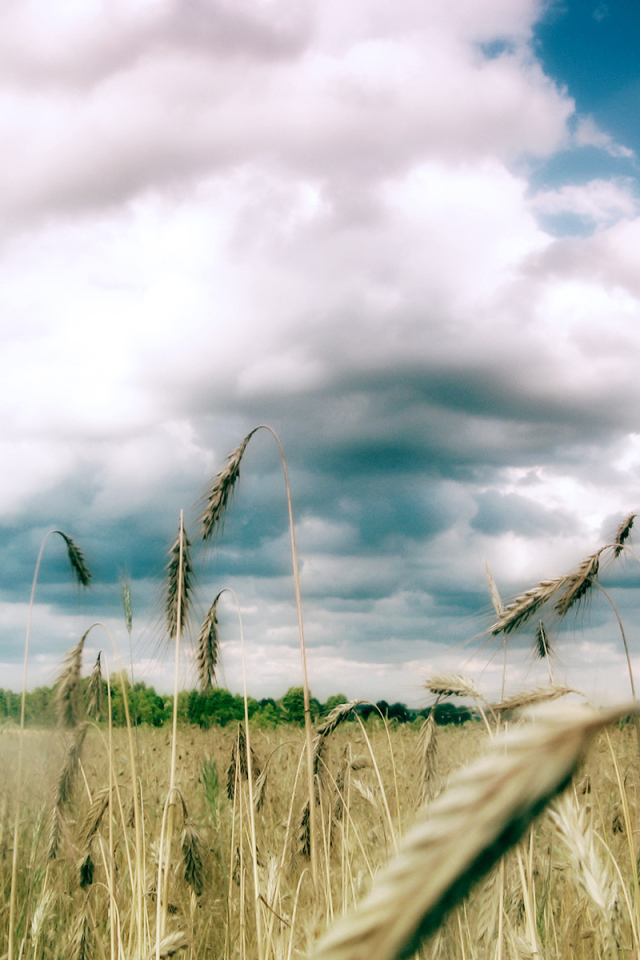 Колоски пшеницы под облаками