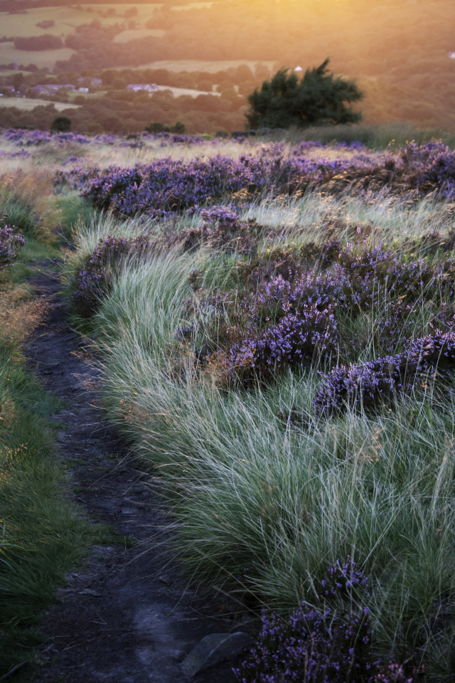 Тропинка через поле