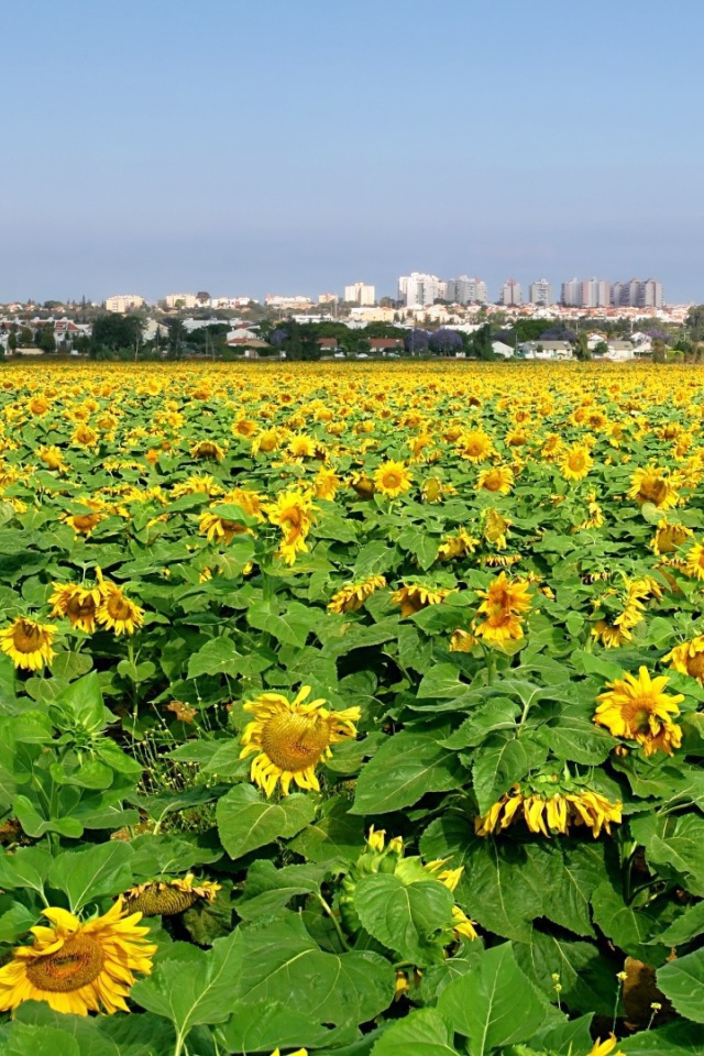 Поле подсолнечника
