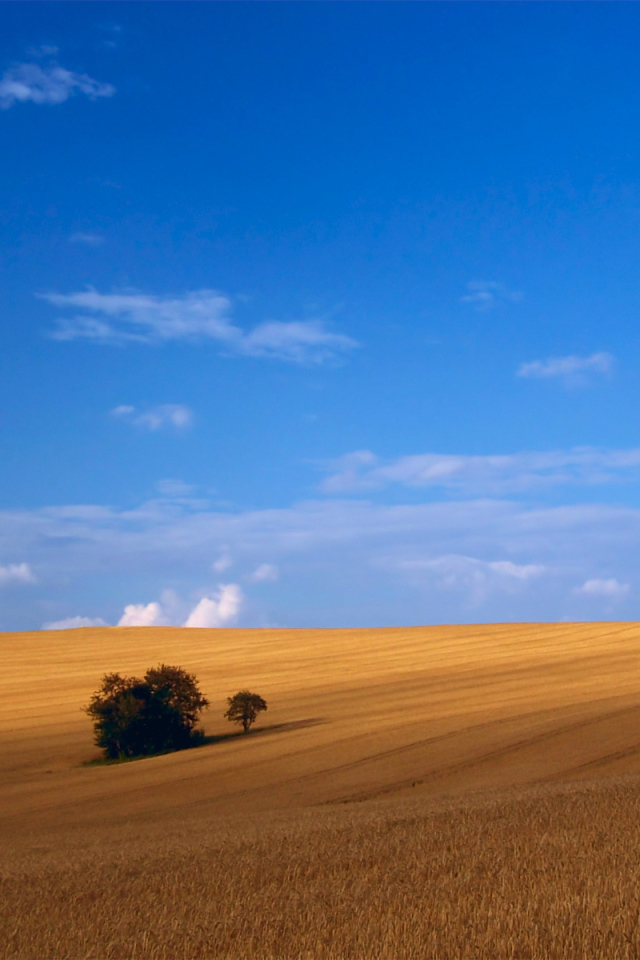 Пшеничное поле
