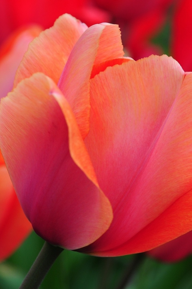 Красивый красный цветок