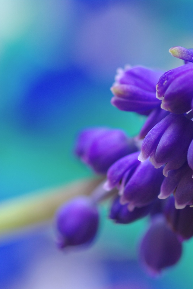 Гроздь синих цветов