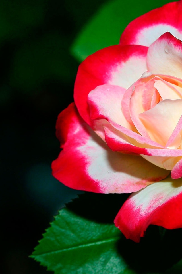 Нежная роза