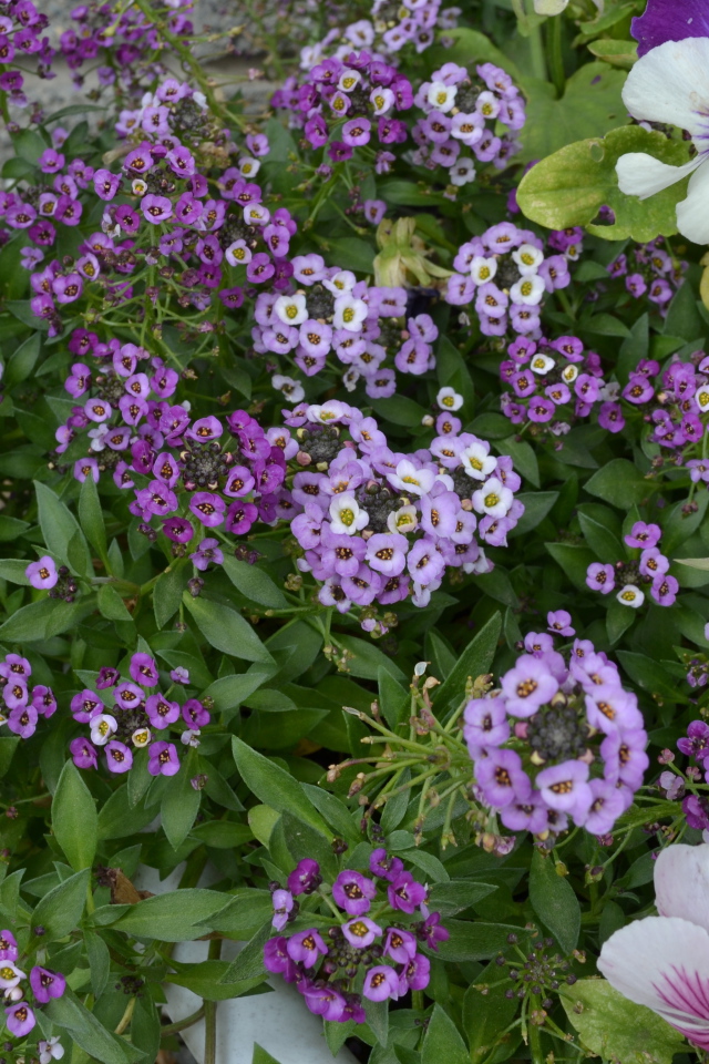 Красивые алиссум в саду