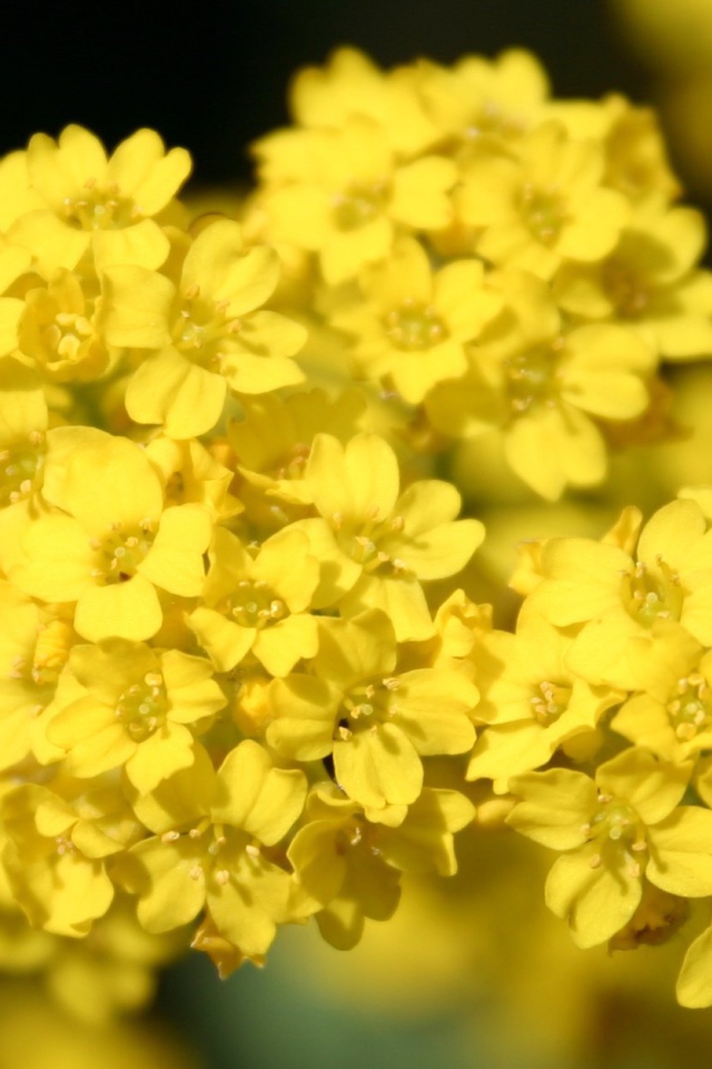 Садовые цветы алиссум на дачном участке