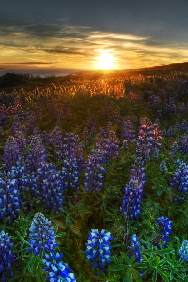 Очаровательные цветы гиацинт на поляне на закате солнца