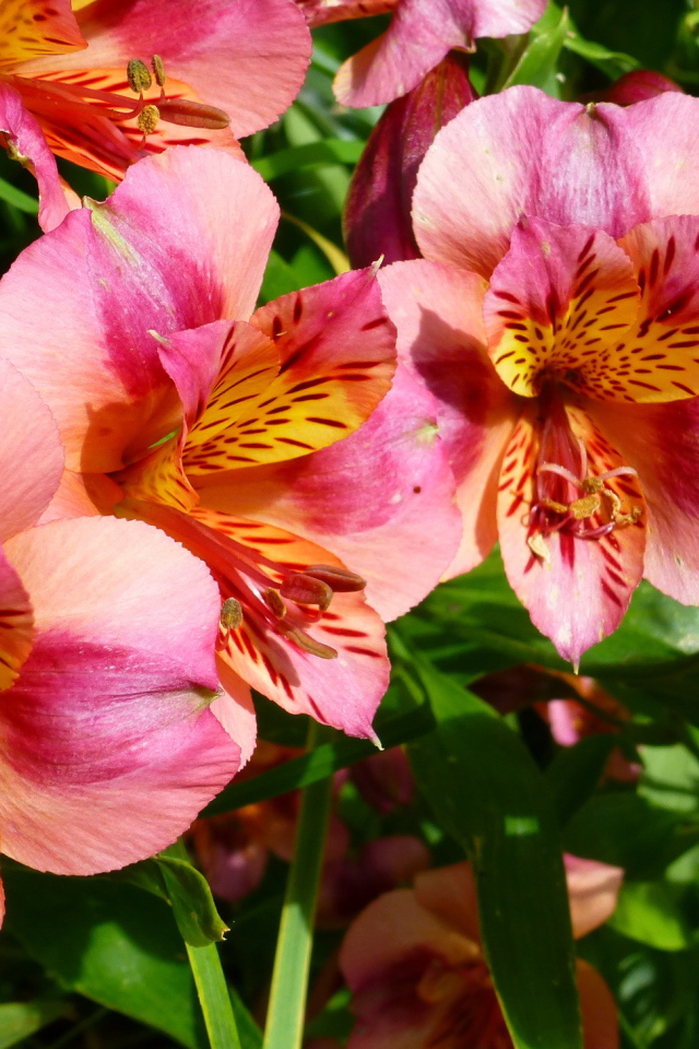 Выращивание цветов альстремерия в саду