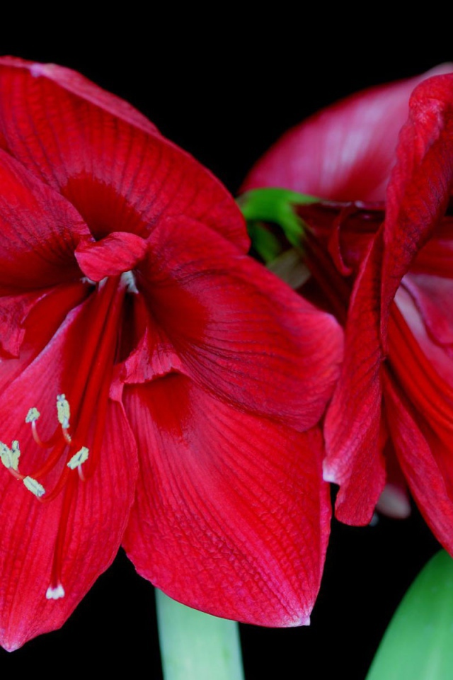 Амариллис в цвету