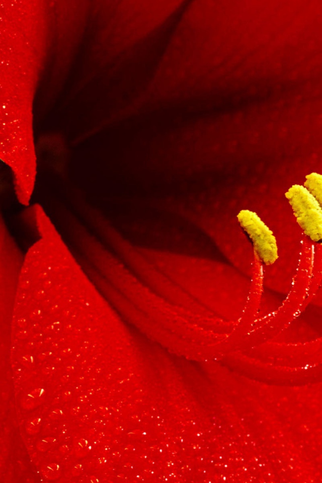 Цветок амариллиса