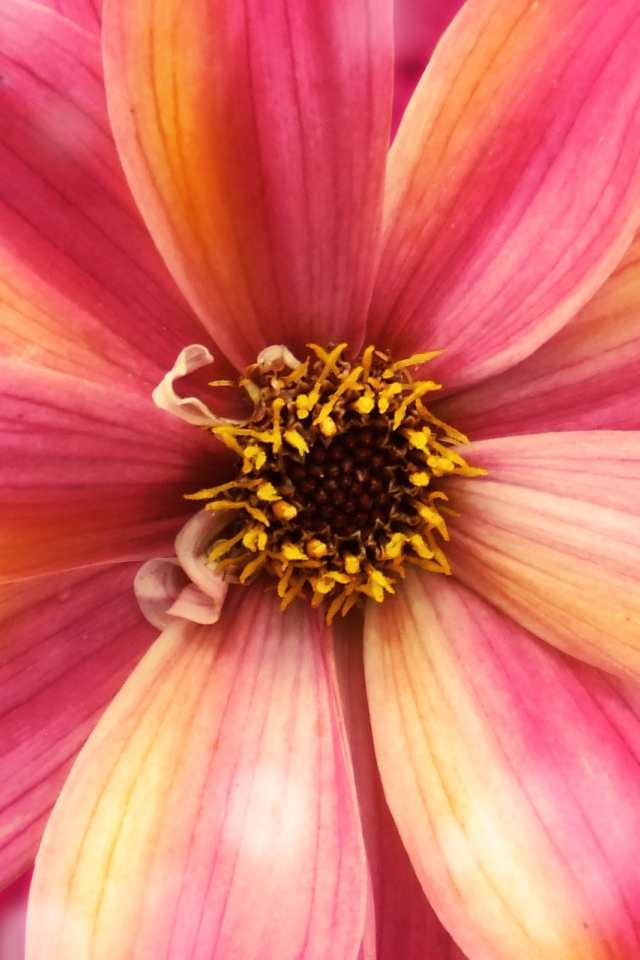 Удивительный цветок