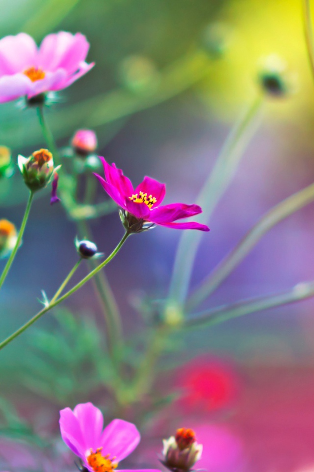 Удивительные цветы