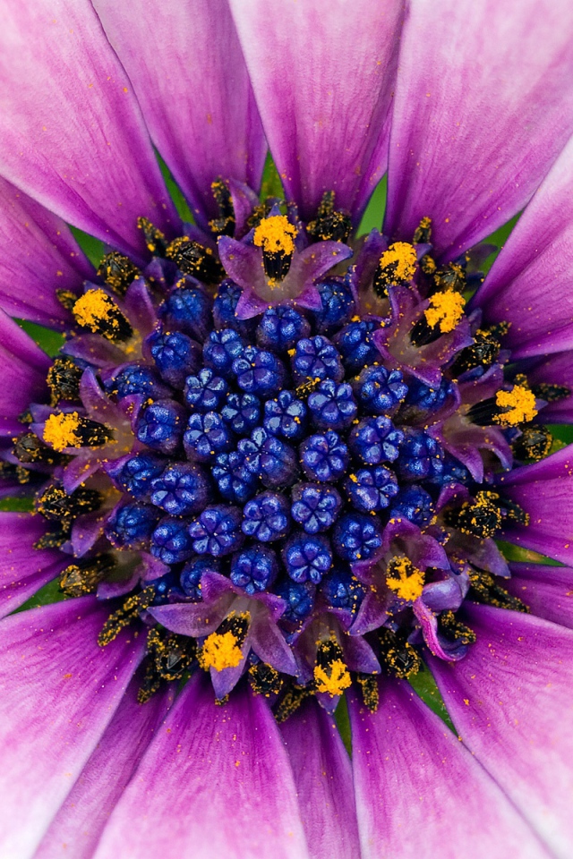 Восхитительный сиреневый цветок