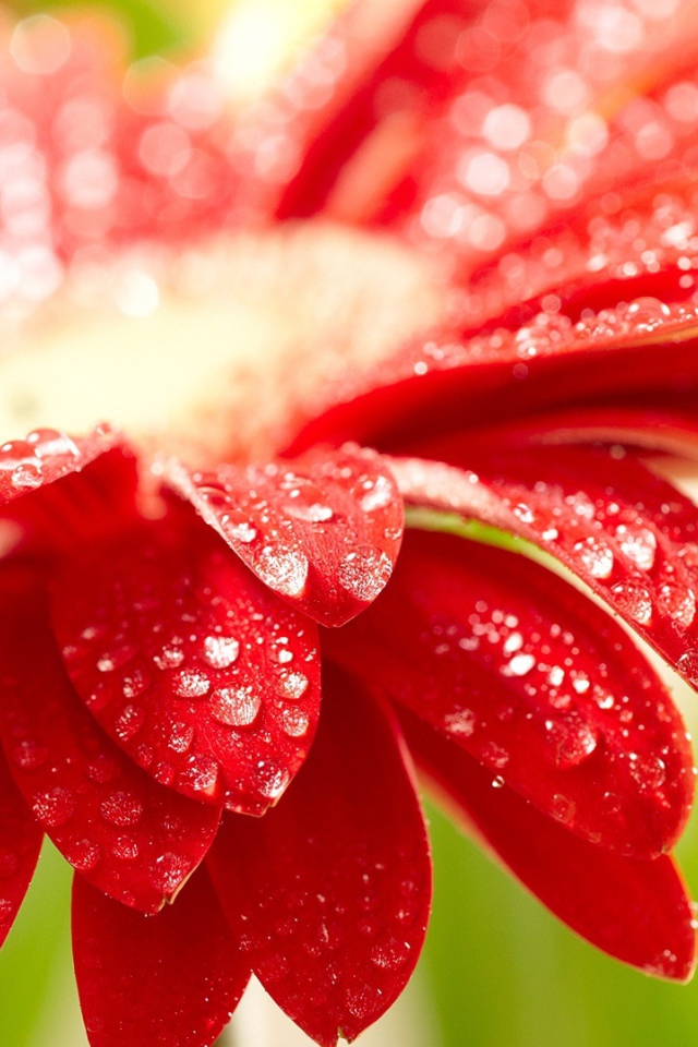 Изумительный красный цветок