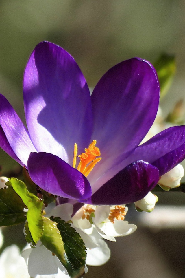 Синий цветок среди белых