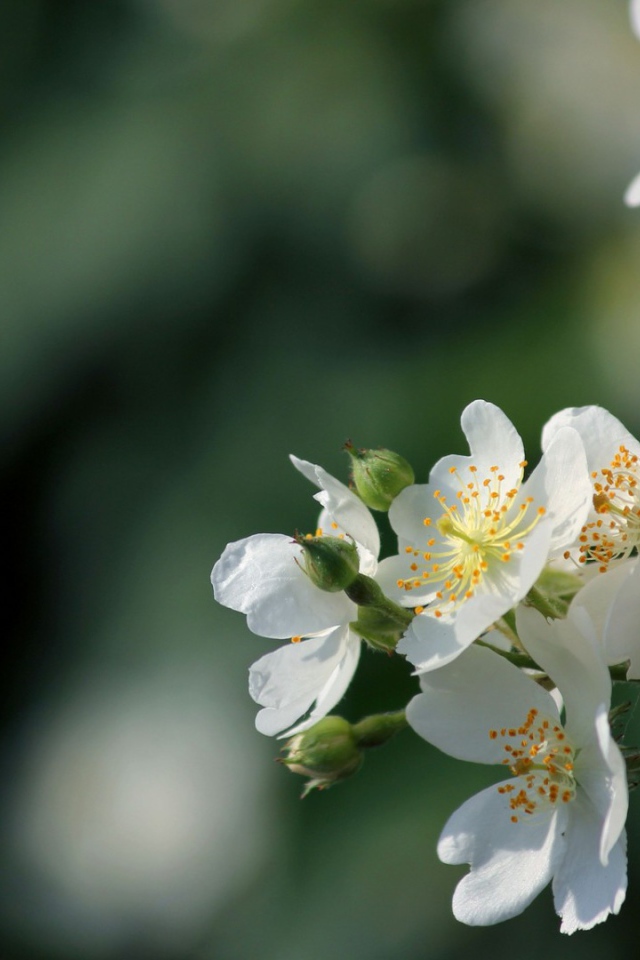 Яблоневый цвет