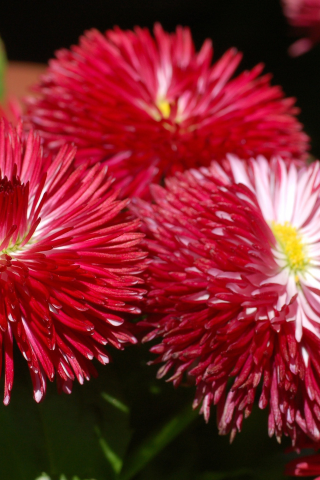 Садовые цветы астра на дачном участке