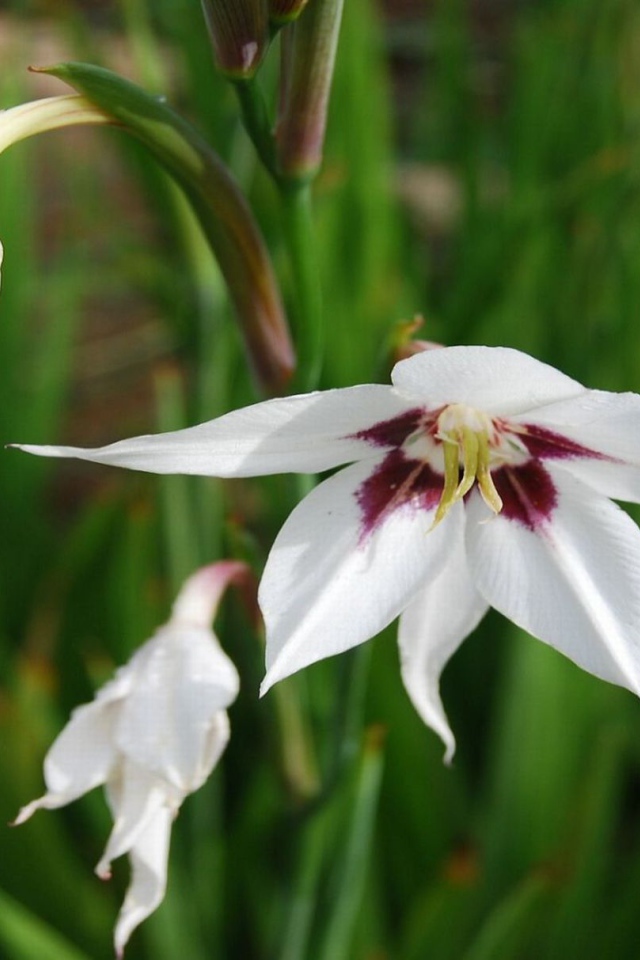 Садовые цветы ацидантера на дачном участке