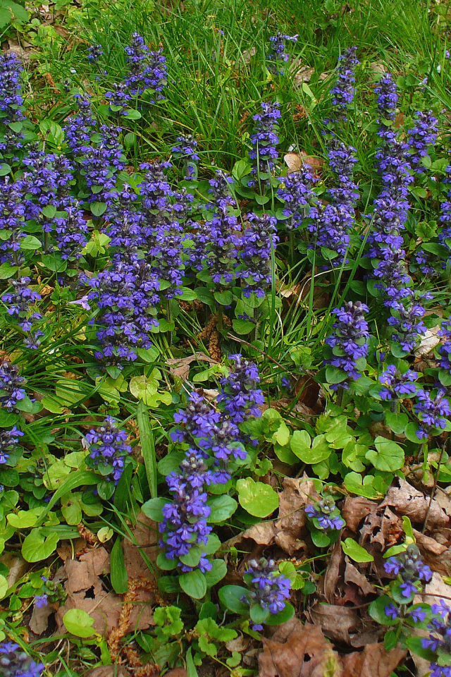 Садовые цветы аюга на дачном участке