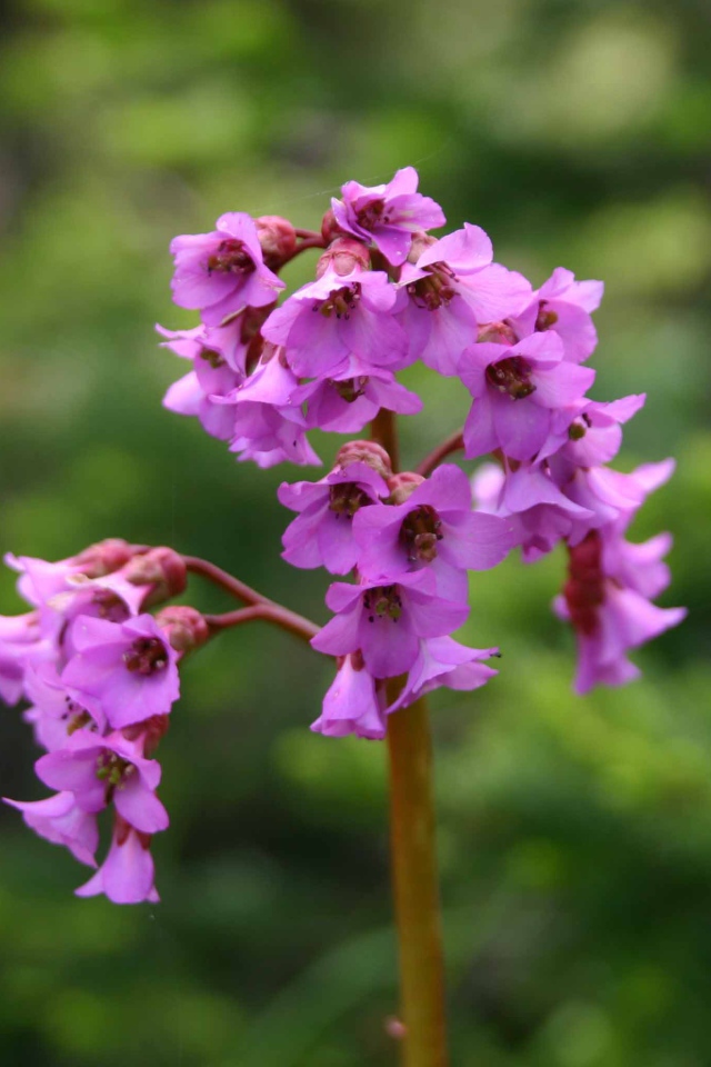 Бадан красивое растение в лесу