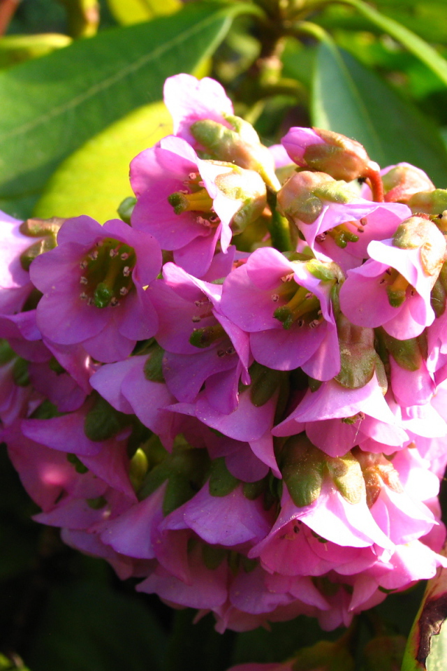 Бадан красивое растение в саду