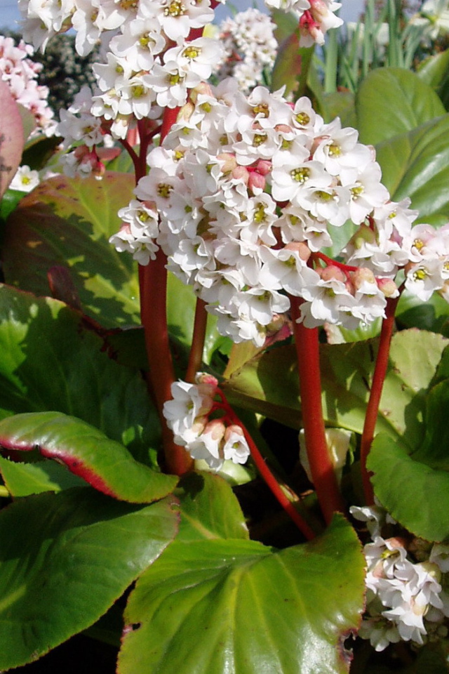 Бадан вечнозеленое многолетнее растение