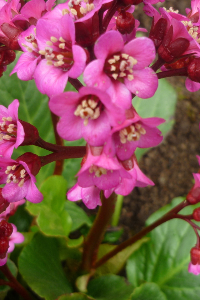 Бадан растение семейство камнеломковых