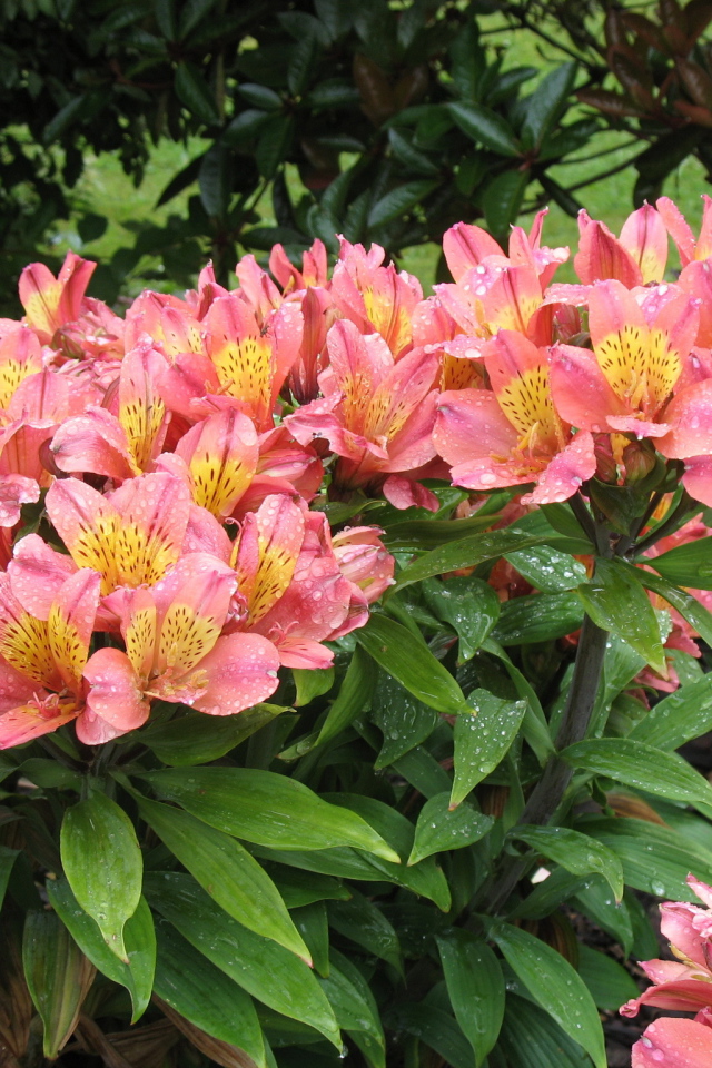 Красивая цветы альстремерия в саду