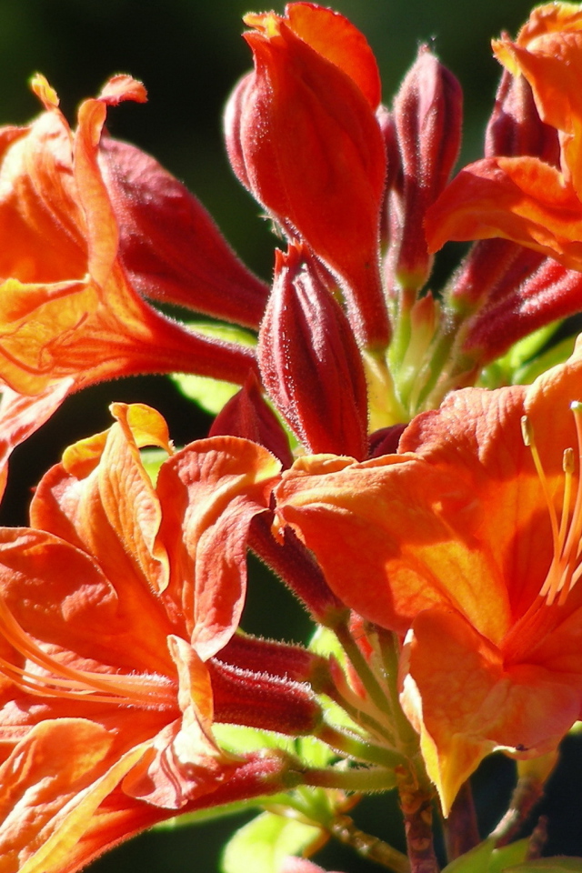 Красивая альстремерия в саду