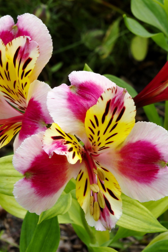 Красивая альстремерия на дачном участке