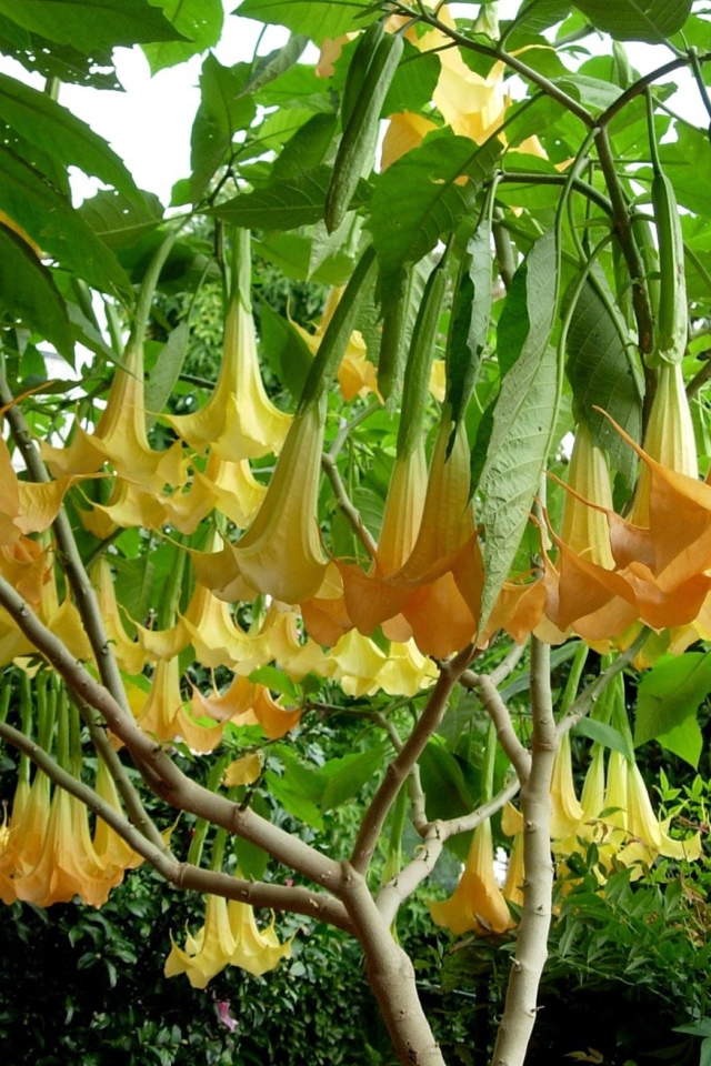 Красивая бругмансия в саду