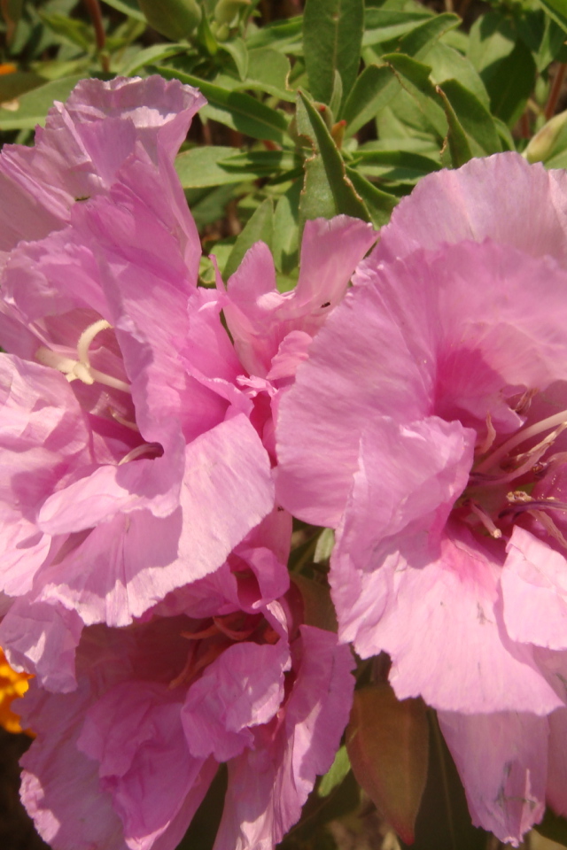 Красивая кларкия (годеция) на дачном участке