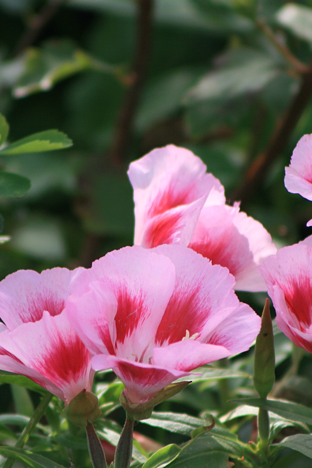 Красивая кларкия (годеция) в саду