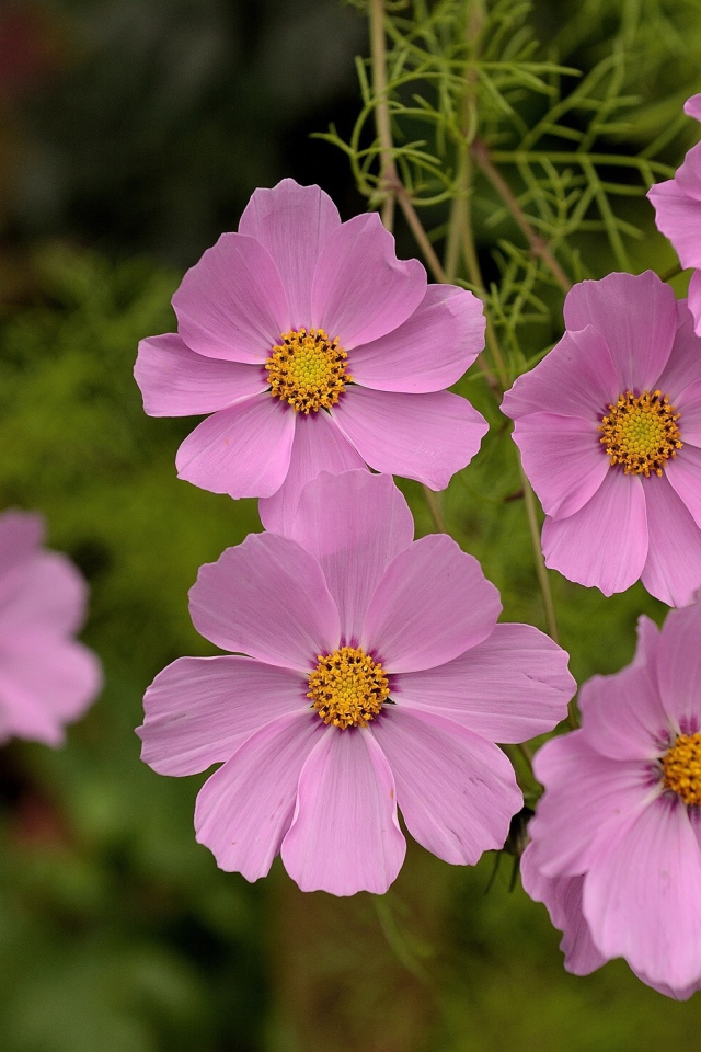 Красивые цветы космея в парке