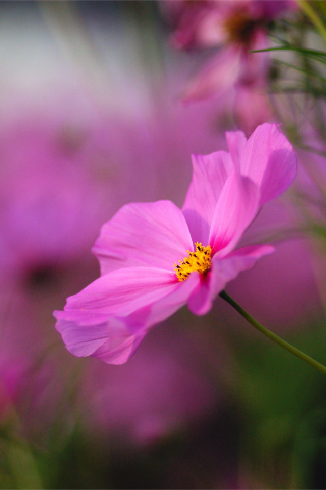 Красивые цветы космея на поляне