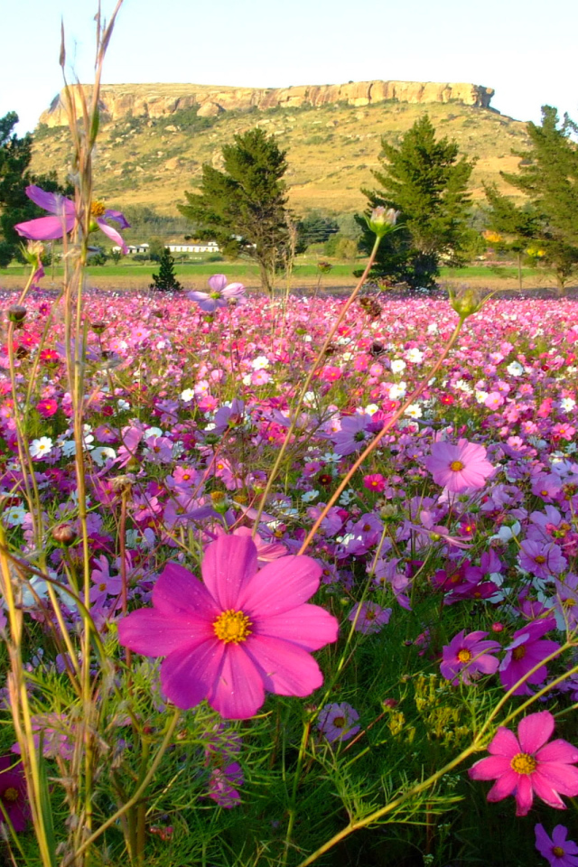 Красивая космея в саду