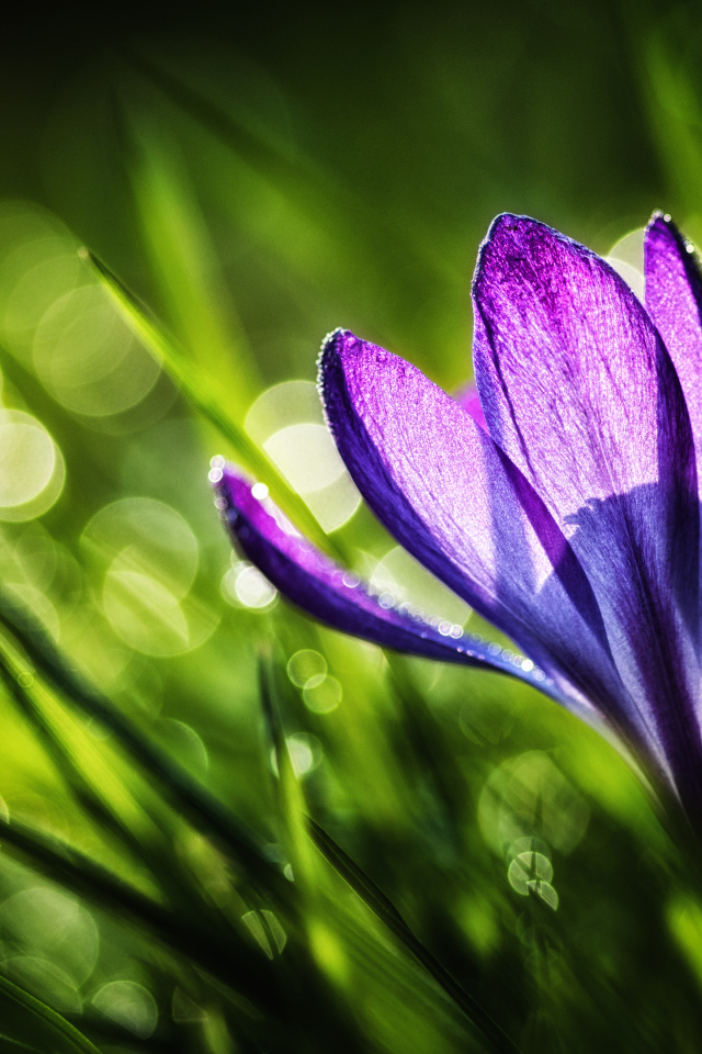 Красивый цветок Крокус в саду