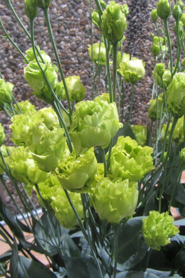 Красивая эустома (ирландская роза) в саду