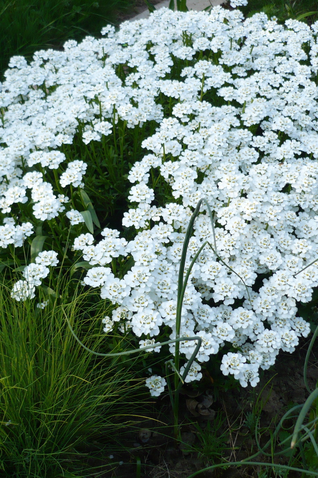 Красивый иберис на дачном участке