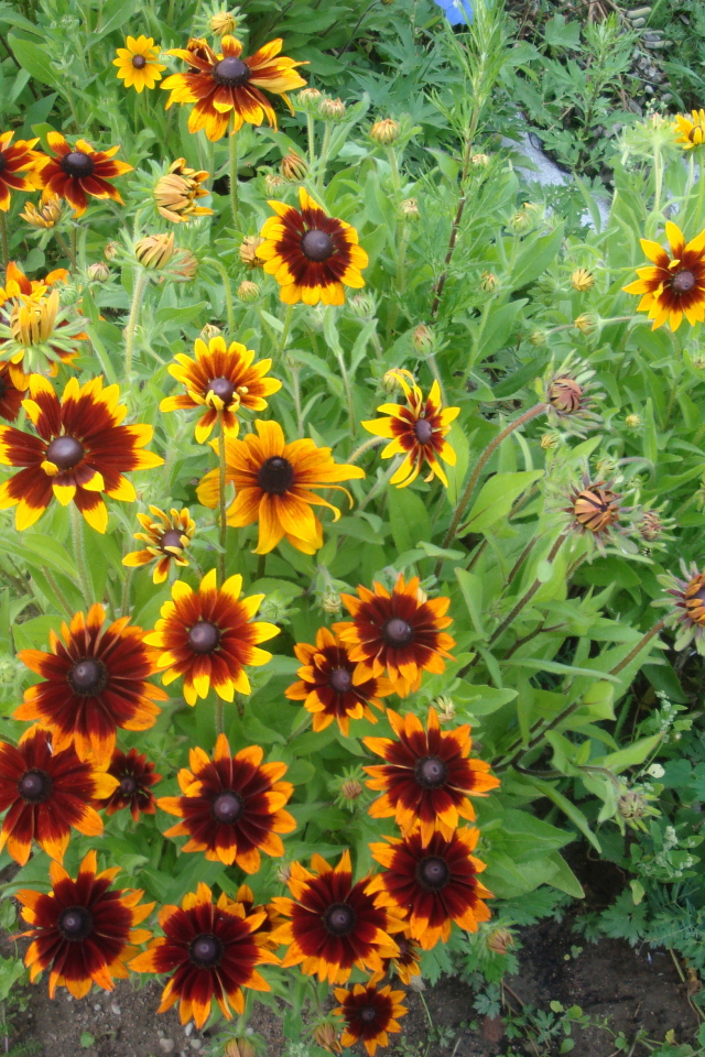 Красивая рудбекия на дачном участке