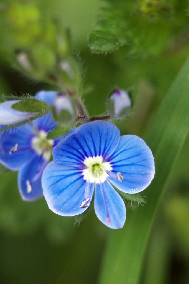 Красивая вероника в саду