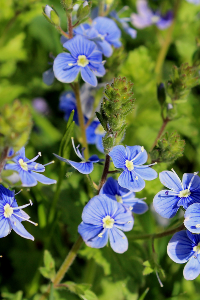 Красивая вероника на дачном участке