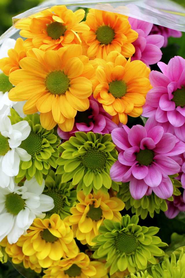 Красивые и яркие цветы хризантема